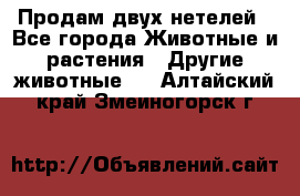 Продам двух нетелей - Все города Животные и растения » Другие животные   . Алтайский край,Змеиногорск г.